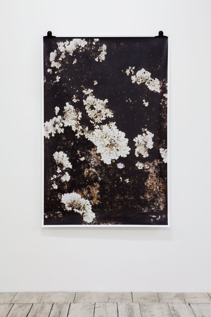 Ingeborg Luescher 300 Million Years IX